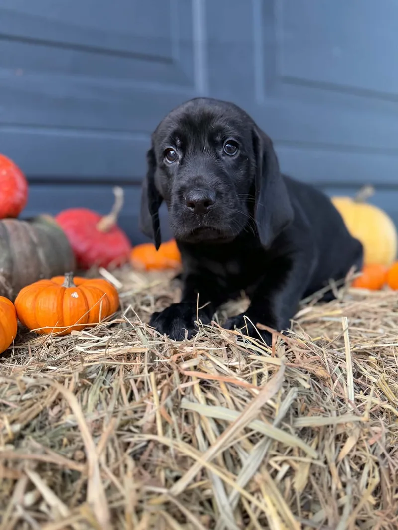A baby large-sized male Black and Tan Coonhound dog named Goose for adoption in Dysart, IA