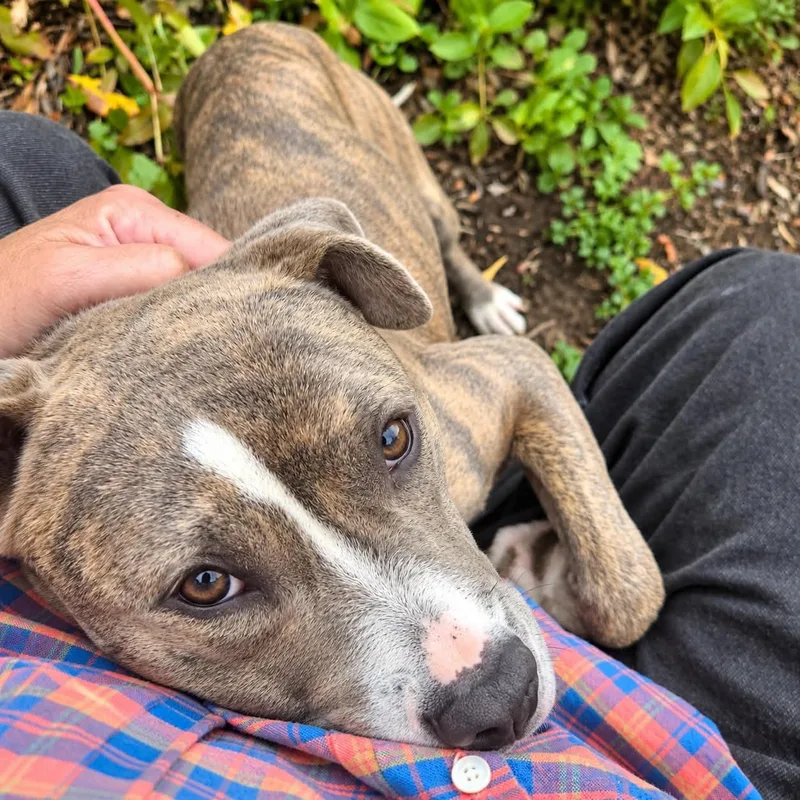 An adult medium-sized female Brindle Feist dog named Freya for adoption in Brunswick, ME