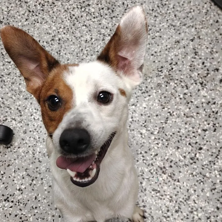 An adult small-sized male White / Cream Rat Terrier dog named Jareth for adoption in Lakeland, FL
