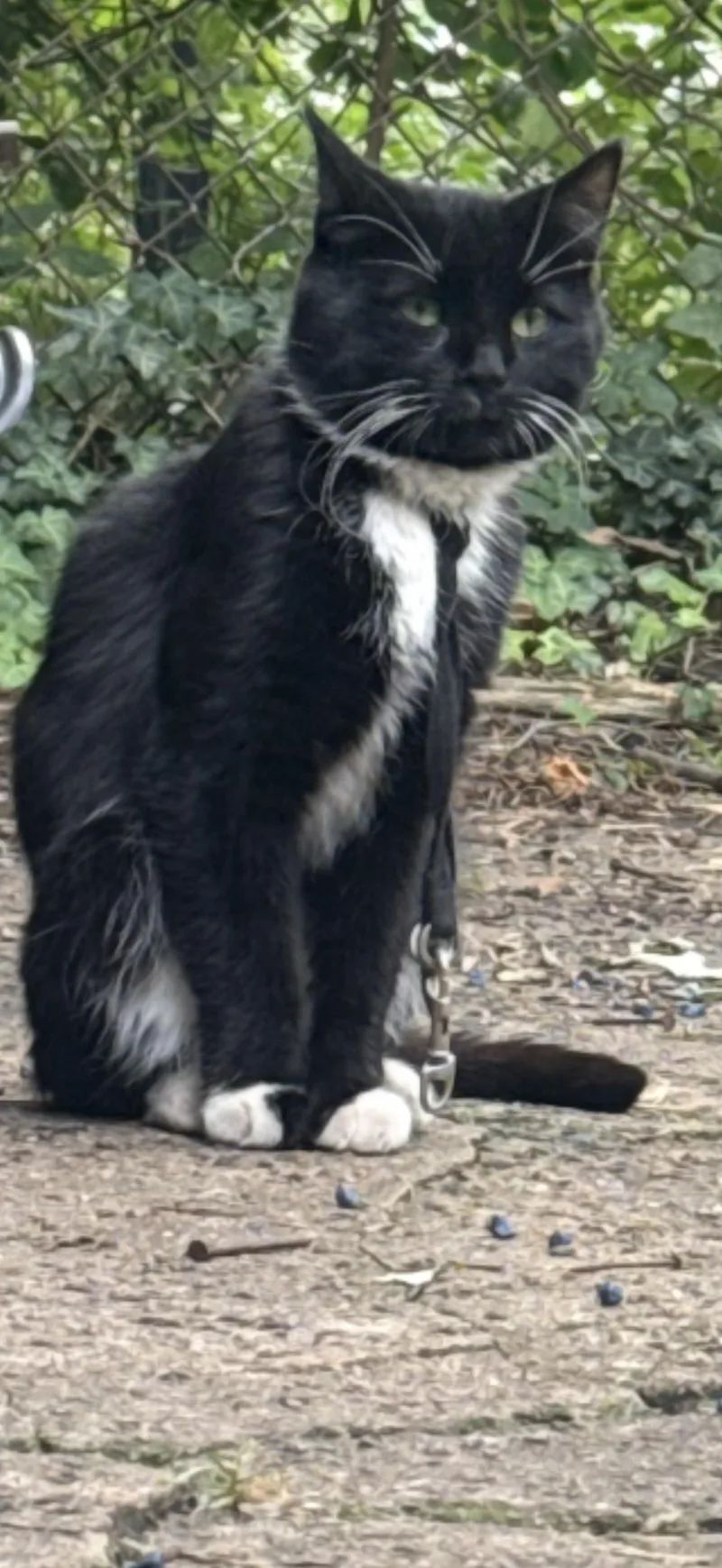 A young medium-sized male Tuxedo cat named Tip Toe for adoption in Jersey City, NJ