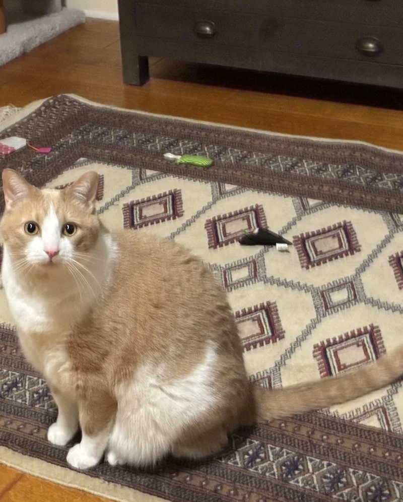 An adult large-sized male Tabby cat named Hogarth for adoption in Parker, TX
