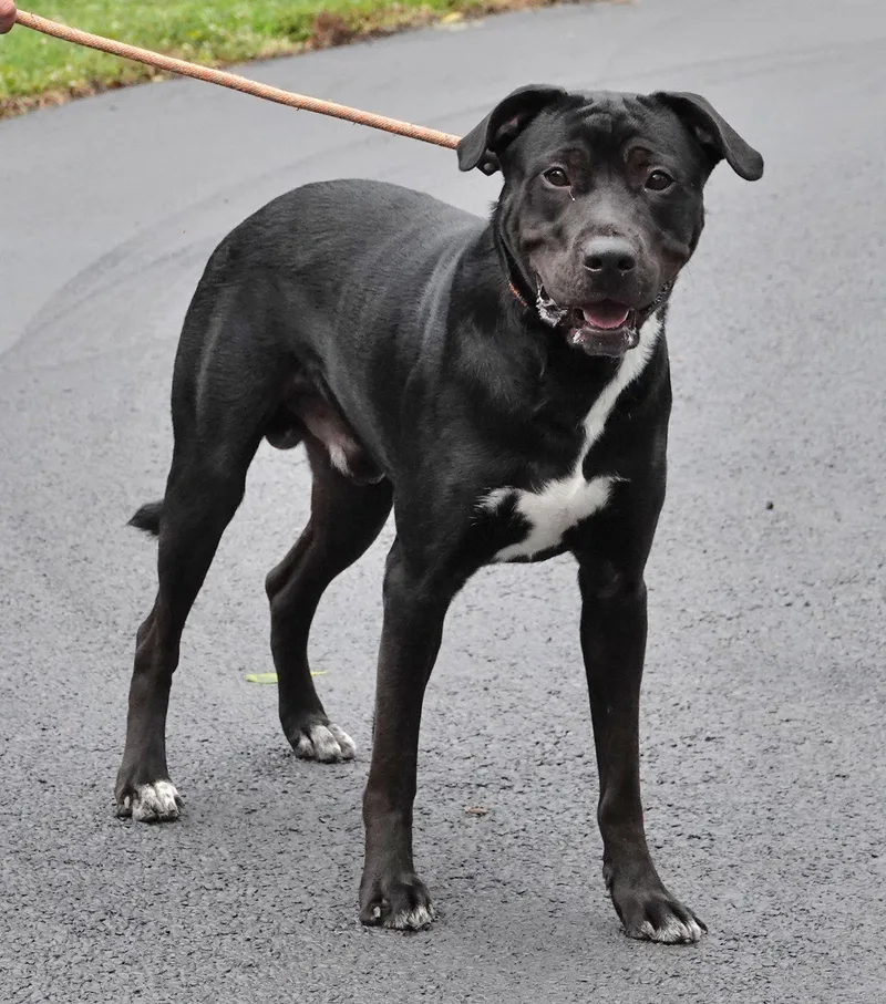 A young large-sized male Black Labrador Retriever dog named Klinger for adoption in Millfield, OH