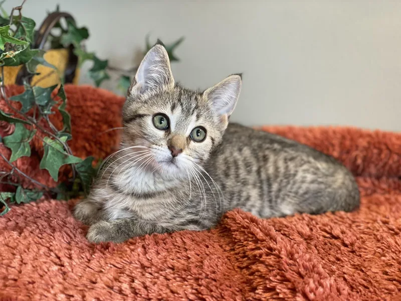 A baby medium-sized male Tabby (Buff / Tan / Fawn) Tabby cat named Beau for adoption in Taylor, MI