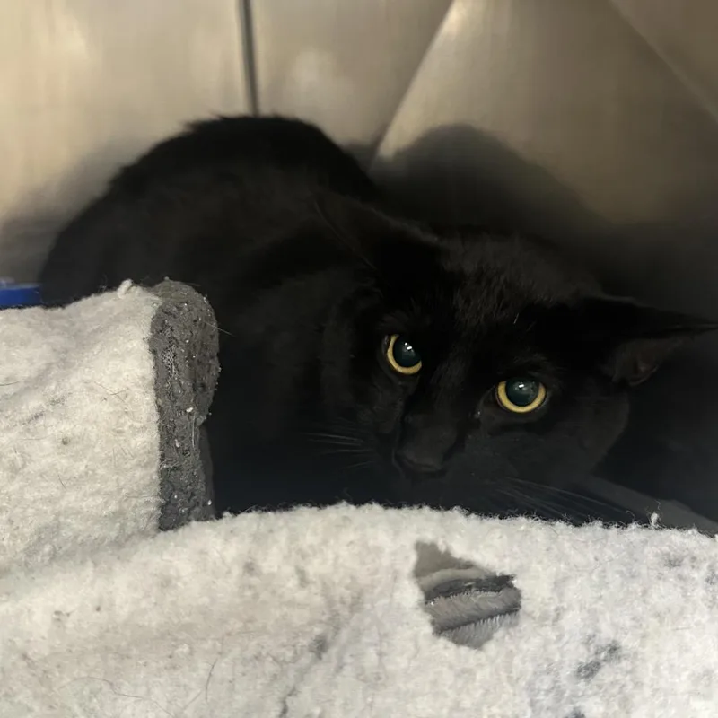 A senior large-sized male Black Domestic Short Hair cat named Rambo for adoption in Palestine, TX