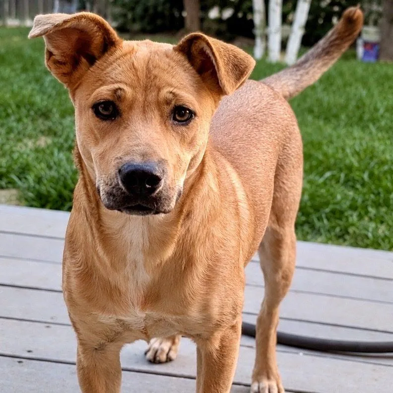 A baby medium-sized female Brown / Chocolate Labrador Retriever dog named Mocha for adoption in Mead, CO