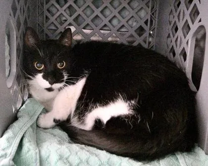 An adult small-sized female Domestic Short Hair cat named Sally Rose for adoption in West Seneca, NY