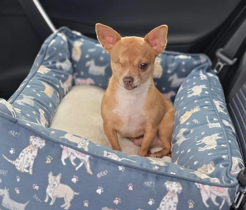 An adult small-sized male Chihuahua dog named Optimus for adoption in Bonifay, FL