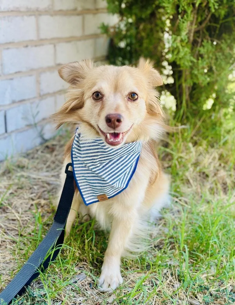 An adult small-sized male Chihuahua dog named Royal for adoption in TULSA, OK