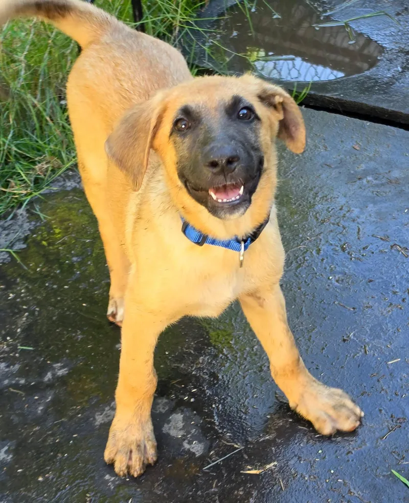 A baby large-sized male Yellow / Tan / Blond / Fawn German Shepherd Dog dog named Tahoe for adoption in Silvana, WA