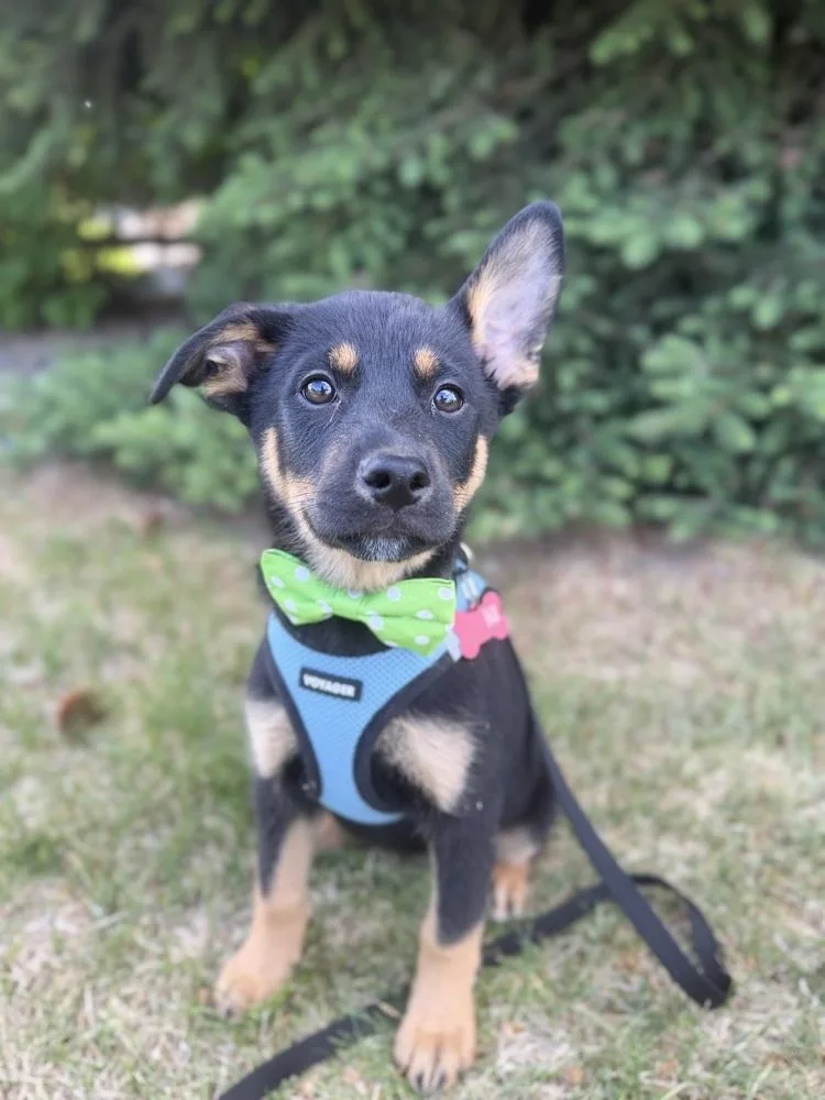 A baby medium-sized male Tricolor (Brown, Black, & White) Shepherd dog named Brooklyn for adoption in Broomfield, CO