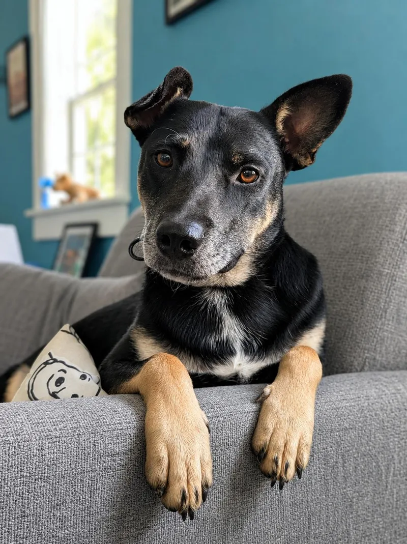 A young medium-sized male Black German Shepherd Dog dog named Sawyer for adoption in Leesburg, AL