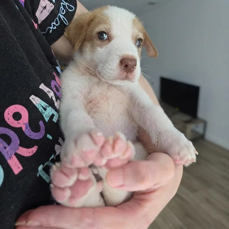 A baby small-sized male Great Pyrenees dog named Dodgy for adoption in Bastrop, TX
