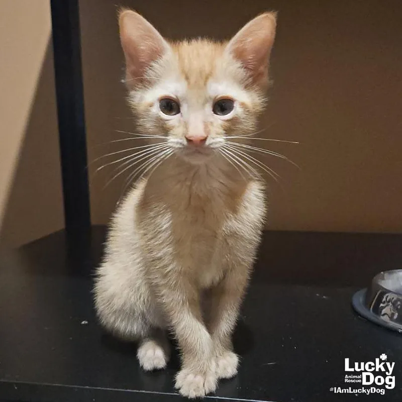 A baby medium-sized female Orange / Red Domestic Short Hair cat named Scoff for adoption in Washington, DC