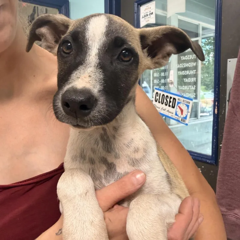 A baby medium-sized female Brown / Chocolate Mixed Breed dog named Jodie for adoption in Columbus, NC