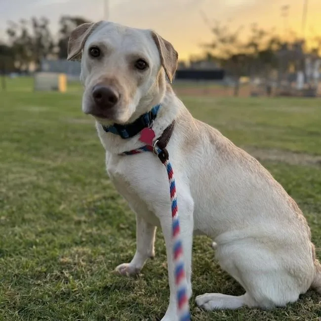 A young large-sized female Labrador Retriever dog named Ziany for adoption in San Diego, CA