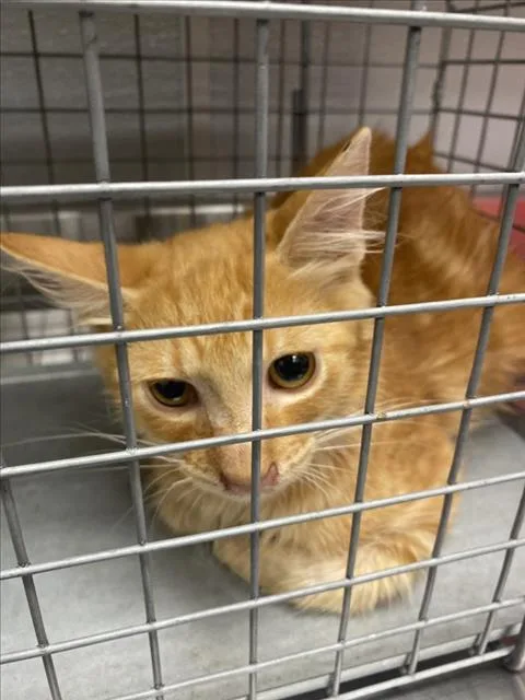 A baby medium-sized male Domestic Short Hair cat named Masubi for adoption in Las Vegas, NV