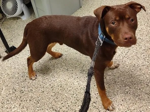 An adult medium-sized male Brown / Chocolate Pit Bull Terrier dog named Quarter Pounder for adoption in Cedar Rapids, IA