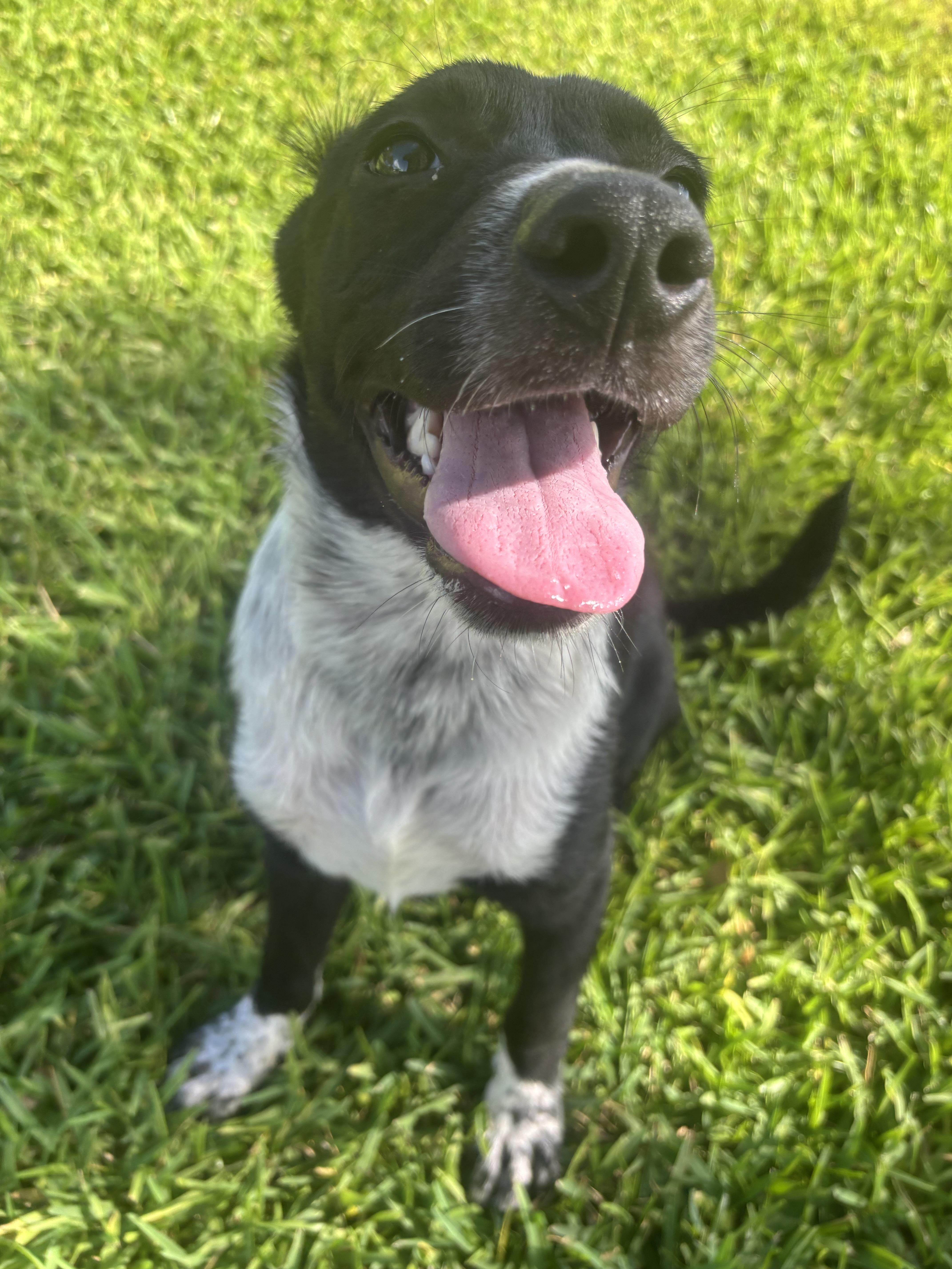 A baby medium-sized male Mixed Breed dog named Louie for adoption in Pearland, TX