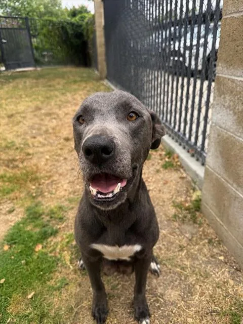 An adult medium-sized female Labrador Retriever dog named Ember for adoption in Riverside, CA