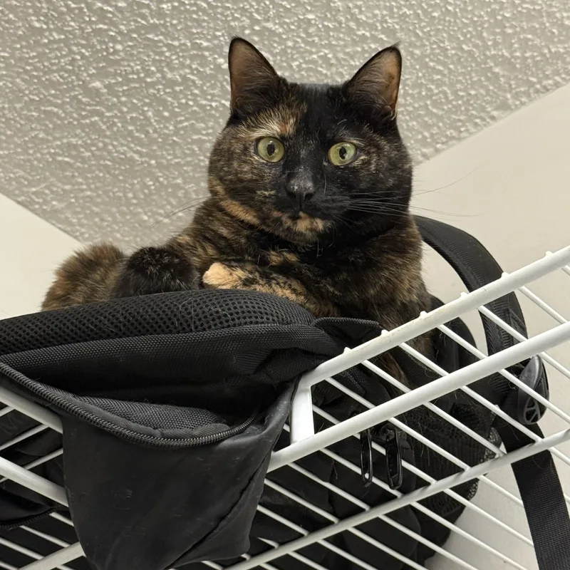An adult large-sized female Tortoiseshell cat named Susie for adoption in Charlotte, NC