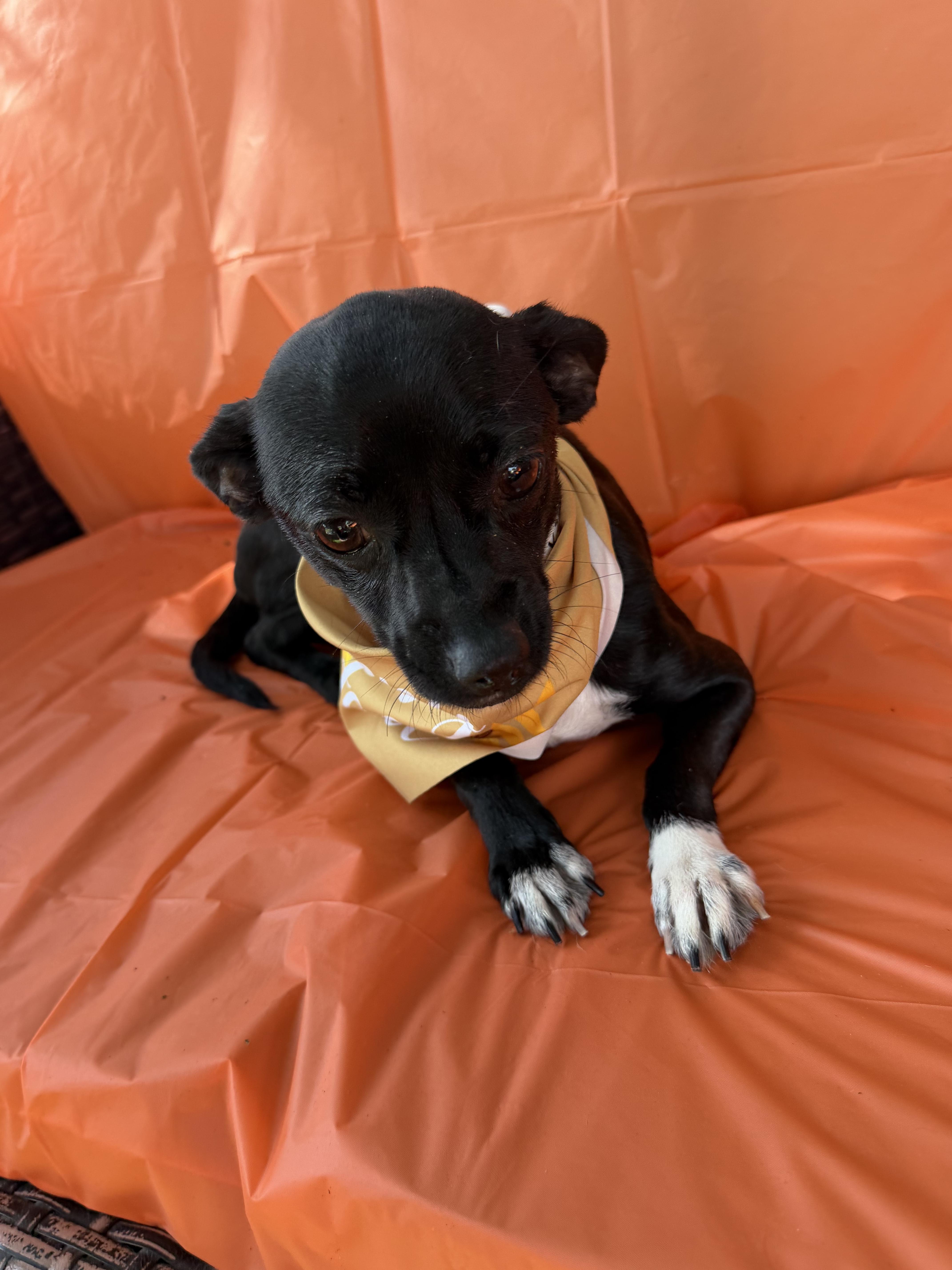 An adult small-sized female Chihuahua dog named Gabriella for adoption in Louise, TX