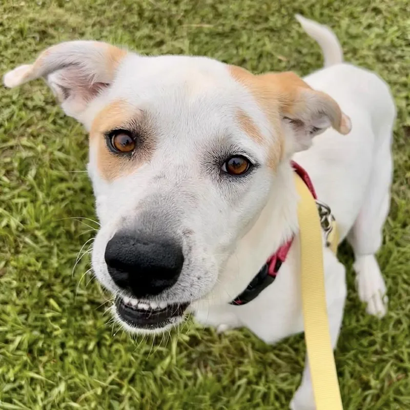 An adult medium-sized female White / Cream Mixed Breed dog named Vickie for adoption in Bradenton, FL