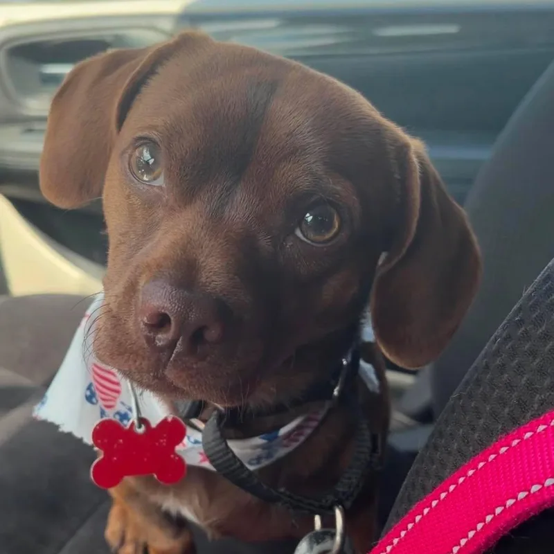A baby small-sized male Miniature Dachshund dog named Budrow for adoption in Valparaiso, IN