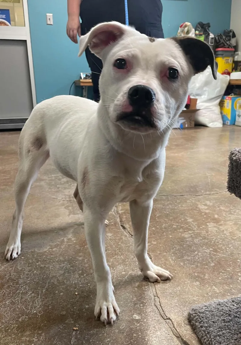 A young medium-sized female White / Cream English Bulldog dog named Dolly Parton for adoption in Liberty, MO