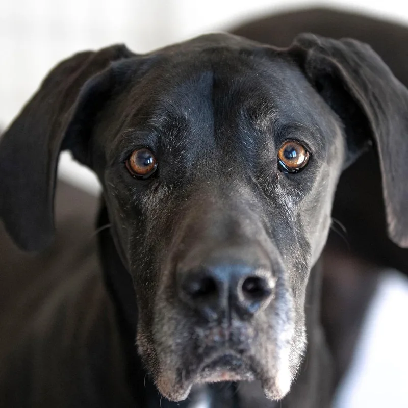 An adult extra large-sized female Black Great Dane dog named Molly for adoption in Peyton, CO