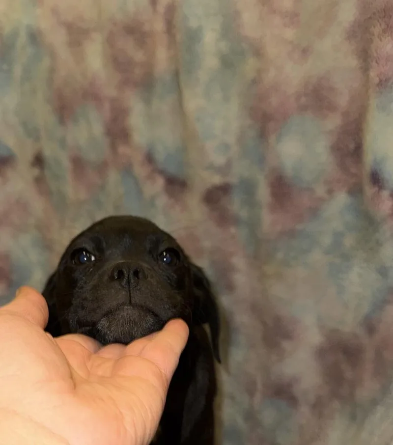 Blueberry thumbnail 2