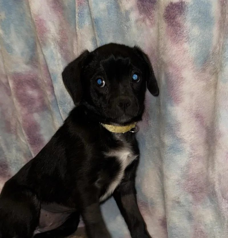 Blueberry thumbnail 3