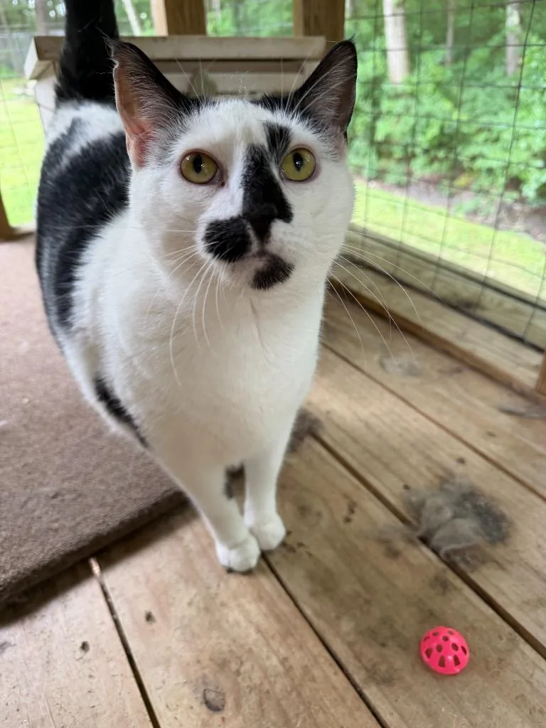 An adult medium-sized male Domestic Short Hair cat named Houdini for adoption in Cambridge, MD