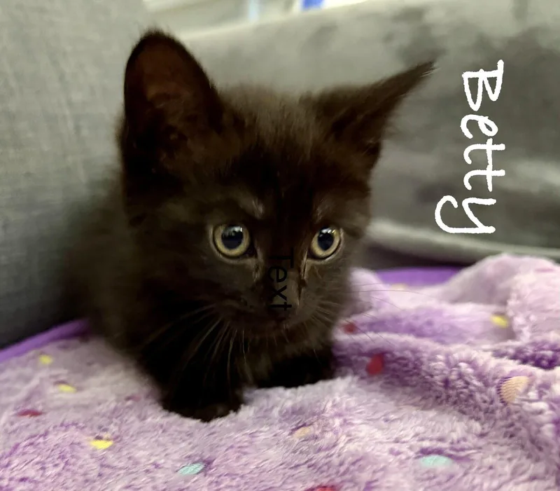 A baby medium-sized female Black Domestic Short Hair cat named Betty for adoption in Reston, VA