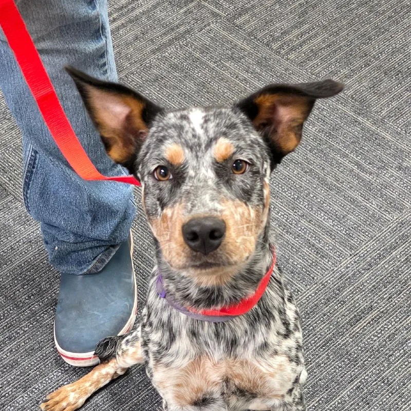A young medium-sized female Black Australian Cattle Dog / Blue Heeler dog named Dixie for adoption in Bronson, FL