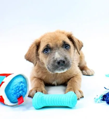 A baby medium-sized male Clumber Spaniel dog named Spike for adoption in Morton Grove, IL