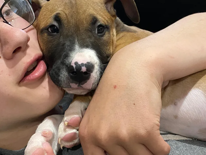A baby medium-sized male Tricolor (Brown, Black, & White) Boxer dog named Han Solo for adoption in Encino, CA