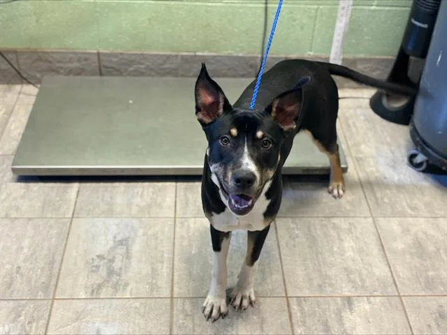 A young large-sized female American Staffordshire Terrier dog named Reef for adoption in Grand Prairie, TX