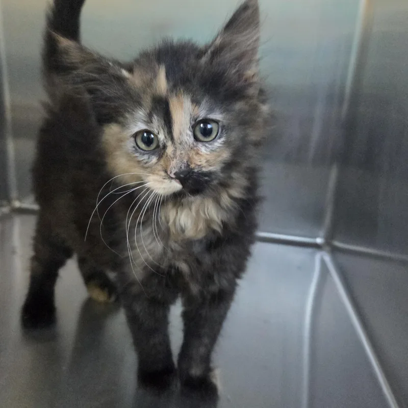 A young medium-sized female Tortoiseshell Domestic Long Hair cat named Saphira for adoption in Brookings, SD