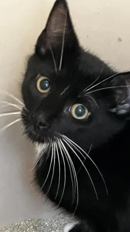A baby small-sized male Domestic Short Hair cat named Everest for adoption in Venice, FL
