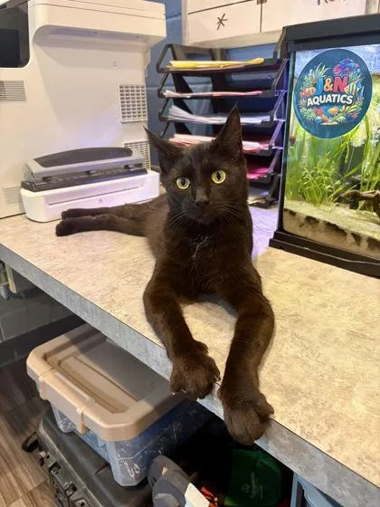 A young small-sized male Domestic Short Hair cat named Mr. Potato Head for adoption in Paducah, KY