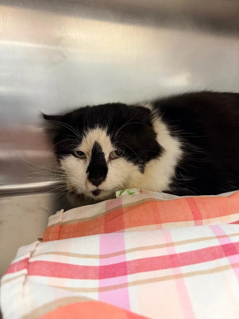 A senior medium-sized male Domestic Medium Hair cat named Raccoon for adoption in Mineral, VA
