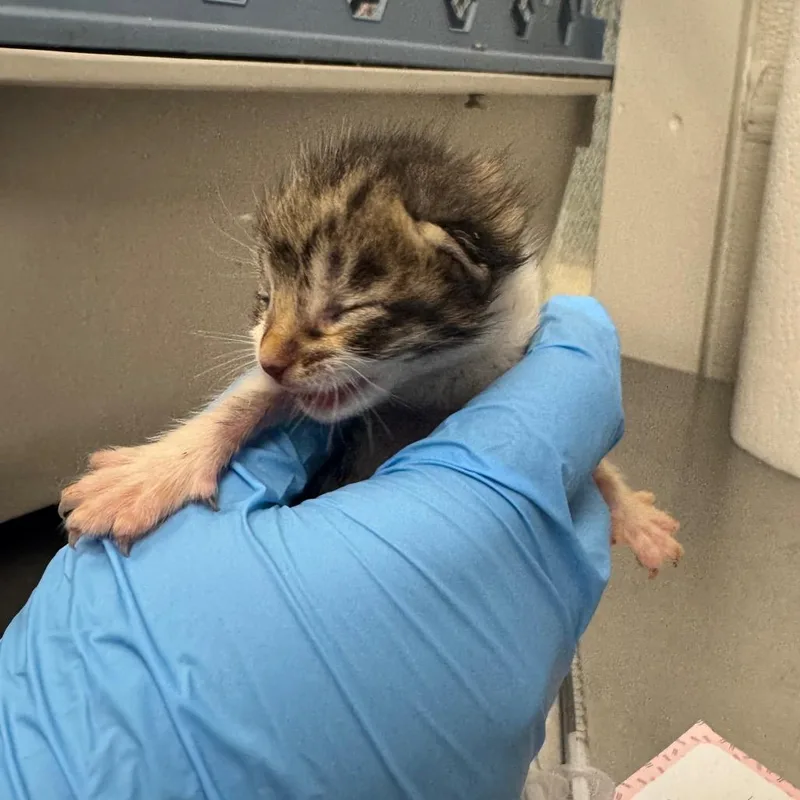 A baby small-sized female White Domestic Short Hair cat named Piglet for adoption in Columbiana, AL