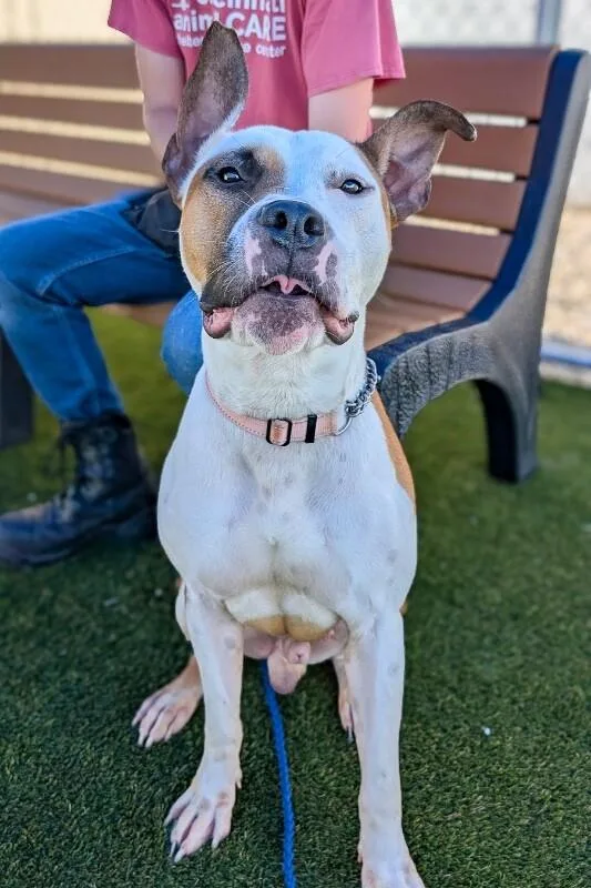 An adult large-sized male White / Cream Mixed Breed dog named Barley for adoption in Cincinnati, OH