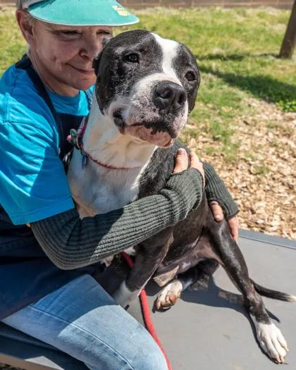 An adult large-sized male Mixed Breed dog named Holstein for adoption in Chamblee, GA