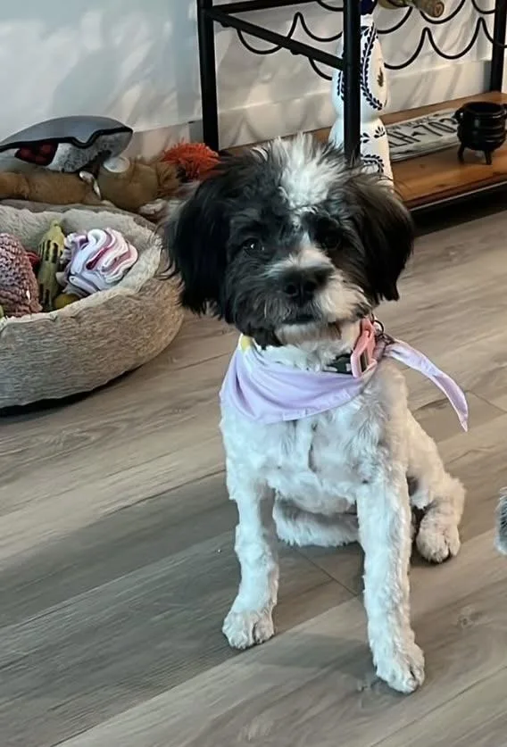A young medium-sized female White / Cream Maltipoo dog named Patsy for adoption in Miami, FL