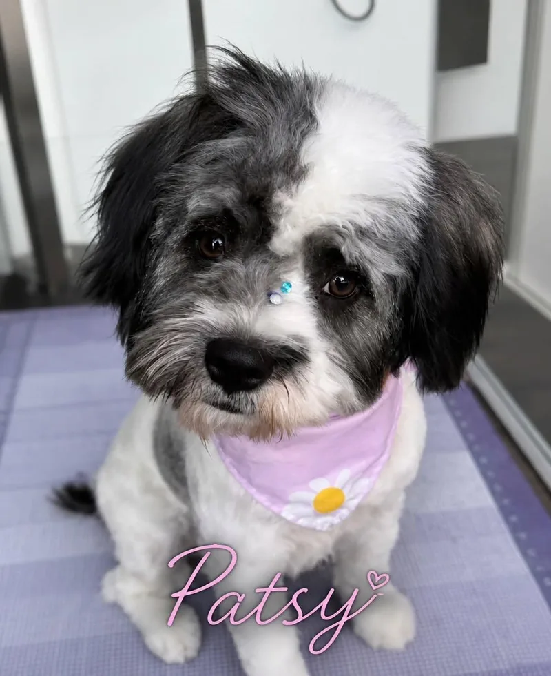 Patsy thumbnail 2