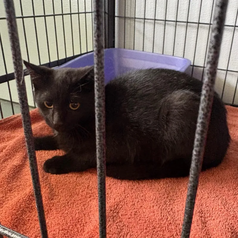 A young medium-sized male Domestic Short Hair cat named Fiesty for adoption in Crookston, MN