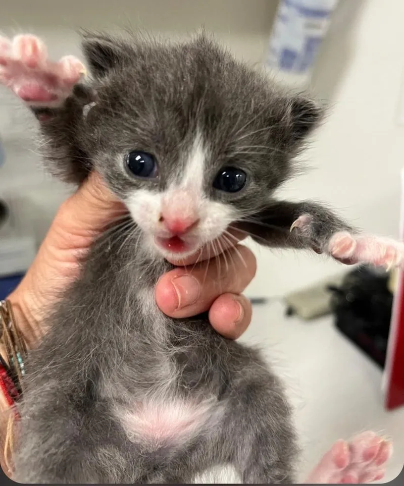 A baby small-sized female Domestic Short Hair cat named Billie for adoption in Greenfield, IN