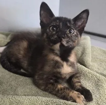 A young medium-sized female Tortoiseshell Domestic Short Hair cat named Tofu for adoption in Converse, TX