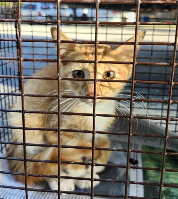 A baby small-sized female Domestic Short Hair cat named Moogly for adoption in San Antonio, TX